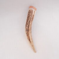 Scottish Red Deer Antler Kilt Pin: Burr Wych Elm Sapwood