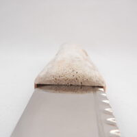 DSCN4056 Natural Sgian Dubh in Red Deer Antler and Wych Elm, Scottish knife, kilt Knife