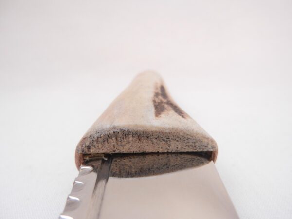 Natural Sgian Dubh in Scottish Red Deer Stag Antler and Burr Wych Elm Sapwood