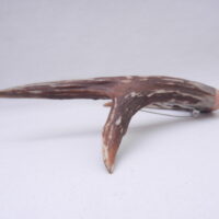 DSCN3055 Scottish Roe Buck Antler Kilt Pin with Burr Wych Elm sapwood - large size