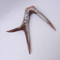 DSCN3056 Scottish Roe Buck Antler Kilt Pin with Burr Wych Elm sapwood - large size