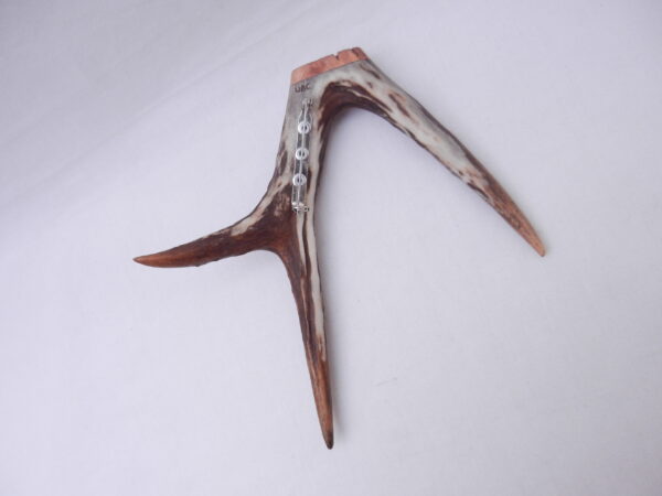 DSCN3056 Scottish Roe Buck Antler Kilt Pin with Burr Wych Elm sapwood - large size