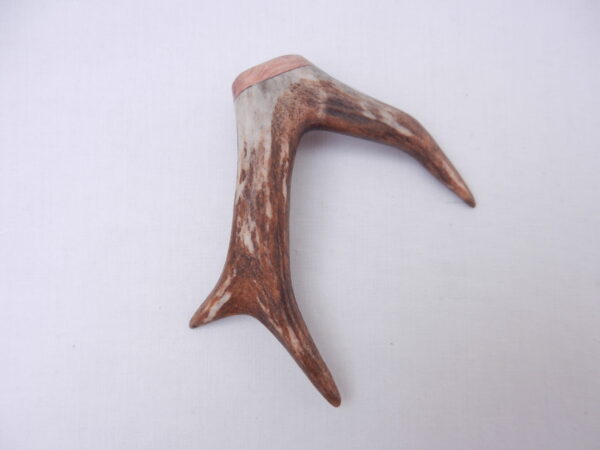 Scottish Roe Buck Antler Kilt Pin with Burr Wych Elm sapwood