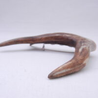Scottish Roe Buck Antler Kilt Pin with Burr Wych Elm sapwood