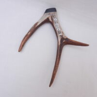 DSCN3076 Scottish Roe Buck Antler Kilt Pin with Bog Oak - Large size