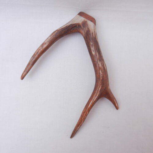 DSCN3077 Scottish Roe Buck Antler Kilt Pin with Burr Wych Elm - Large size