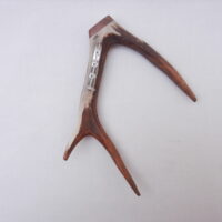 DSCN3081 Scottish Roe Buck Antler Kilt Pin with Burr Wych Elm - Large size