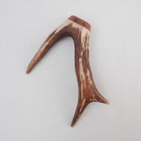 DSCN3094 Scottish Roe Buck Antler Kilt Pin with Burr Wych Elm