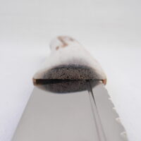 DSCN3161 Natural Sgian Dubh in Scottish Red Deer Antler with Wych Elm centre