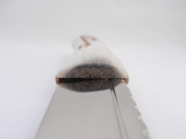DSCN3161 Natural Sgian Dubh in Scottish Red Deer Antler with Wych Elm centre