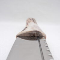 Scottish Red Deer Antler and Burr Wych Elm Sgian Brew, Scottish gift, bottle opener
