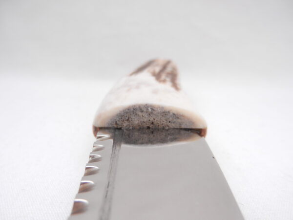 Natural Sgian Dubh in Scottish Red Deer Stag Antler and Burr Wych Elm Sapwood