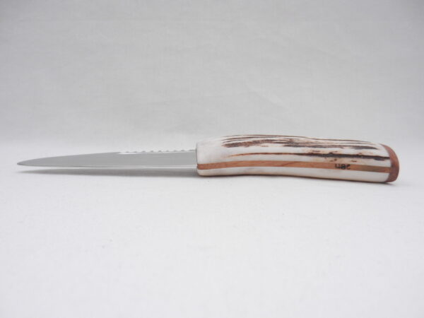Natural Sgian Dubh in Scottish Red Deer Stag Antler and Burr Wych Elm