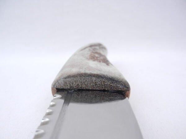DSCN3605 Natural Sgian Dubh in Scottish Red Deer Antler with Wych Elm centre
