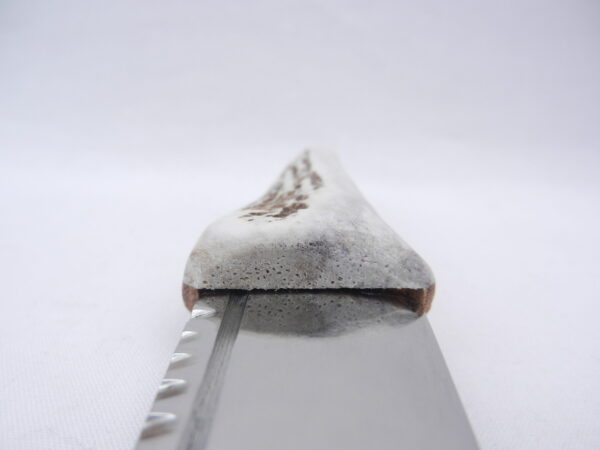 DSCN3619 Natural Sgian Dubh in Scottish Red Deer Antler with Wych Elm centre