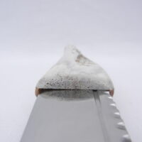 DSCN3620 Natural Sgian Dubh in Scottish Red Deer Antler with Wych Elm centre