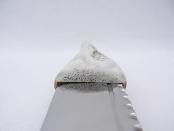 DSCN3620 Natural Sgian Dubh in Scottish Red Deer Antler with Wych Elm centre