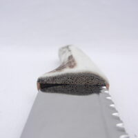 DSCN3626 Natural Sgian Dubh in Scottish Red Deer Antler with Wych Elm centre