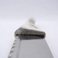 DSCN3627 Natural Sgian Dubh in Scottish Red Deer Antler with Wych Elm centre