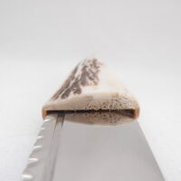DSCN4121 Natural Sgian Dubh in Scottish Red Deer Antler with Wych Elm centre