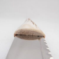 DSCN4122 Natural Sgian Dubh in Scottish Red Deer Antler with Wych Elm centre