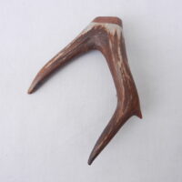 DSCN3873 Scottish Roe Buck Antler Kilt Pin with Burr Wych Elm