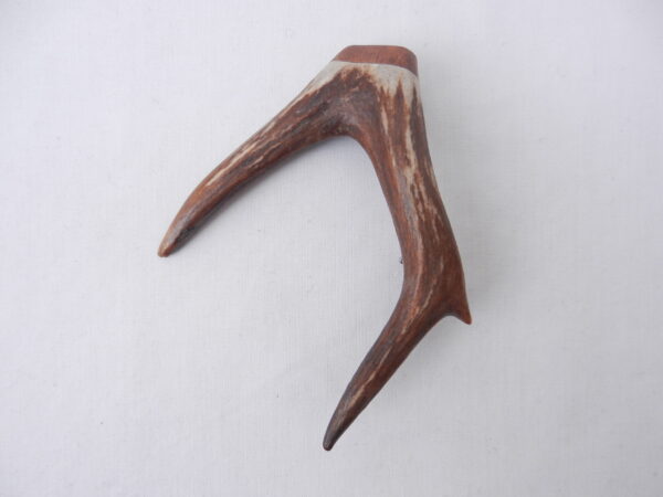DSCN3873 Scottish Roe Buck Antler Kilt Pin with Burr Wych Elm
