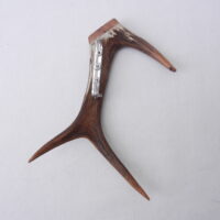 DSCN3882 Scottish Roe Buck Antler Kilt Pin with Burr Wych Elm